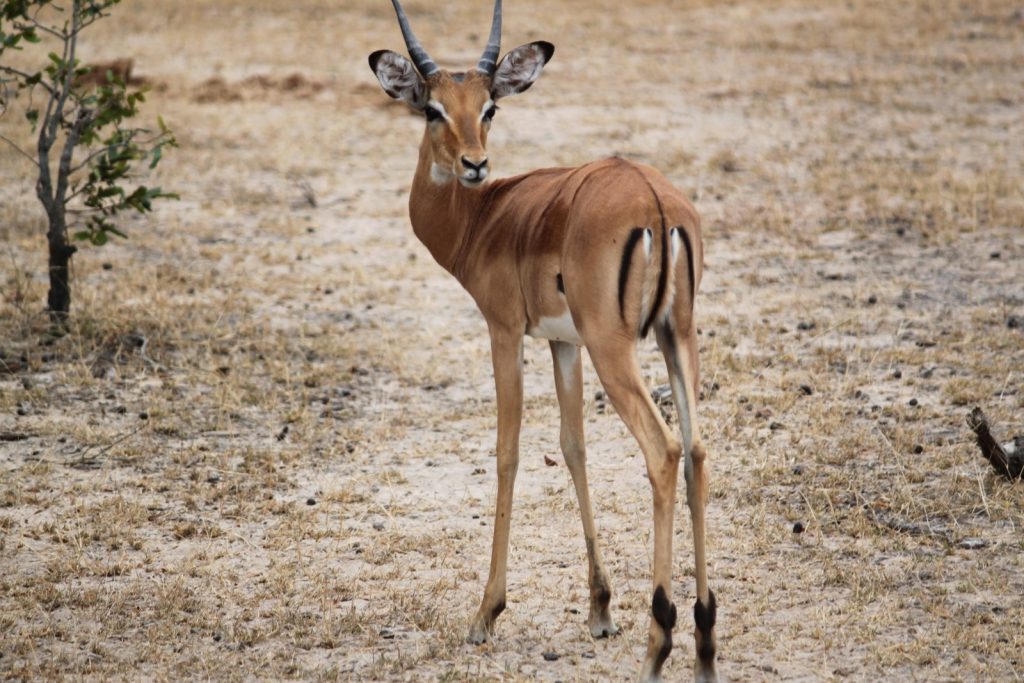 gazelle-africa-safari-serengeti-animal