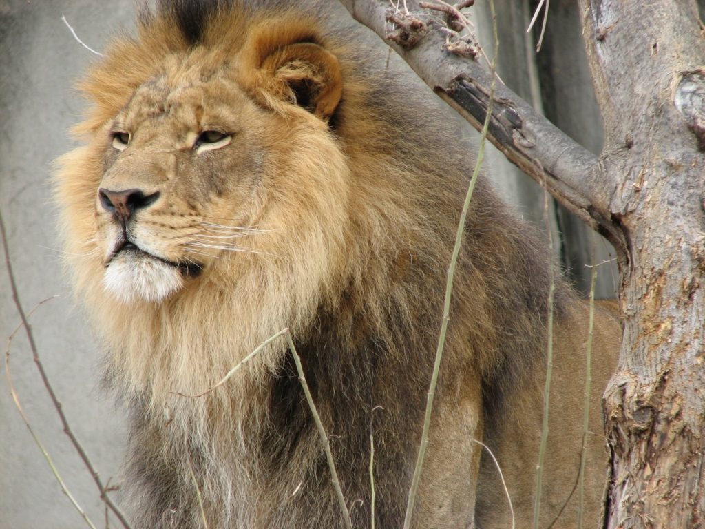 lion-wild-animal-male-zoo-wildlife-nature-big-cat