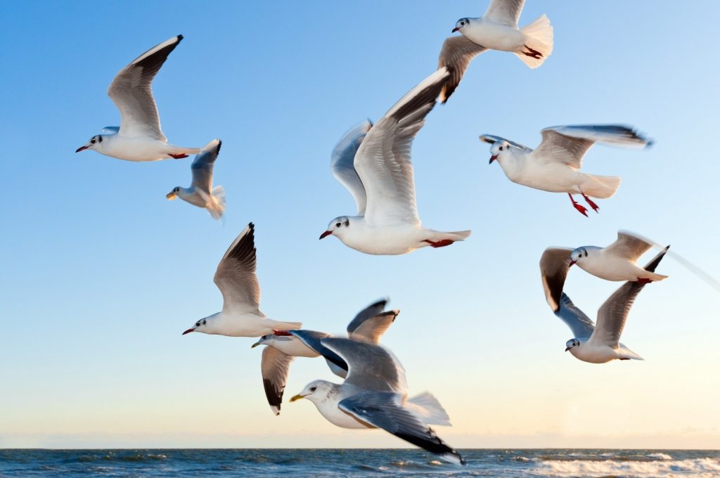 seagulls-over-sea